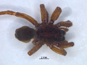  ( - KBGPS207)  @11 [ ] CreativeCommons - Attribution Non-Commercial Share-Alike (2018) Unspecified National Collection of Arachnida (NCA)