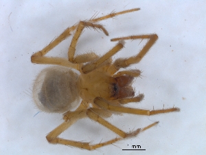  (Pseudauximus pallidus - KBGPS183)  @11 [ ] CreativeCommons - Attribution Non-Commercial Share-Alike (2018) Unspecified National Collection of Arachnida (NCA)