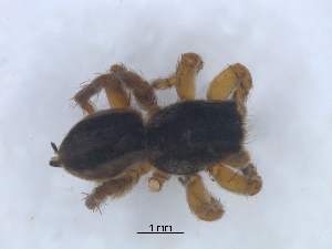  (Phlegra karoo - KBGPS123)  @11 [ ] CreativeCommons - Attribution Non-Commercial Share-Alike (2018) Unspecified National Collection of Arachnida (NCA)