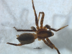  ( - KBGPS178)  @11 [ ] CreativeCommons - Attribution Non-Commercial Share-Alike (2018) Unspecified National Collection of Arachnida (NCA)