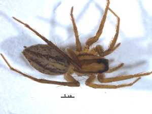  ( - KBGPS180)  @11 [ ] CreativeCommons - Attribution Non-Commercial Share-Alike (2018) Unspecified National Collection of Arachnida (NCA)