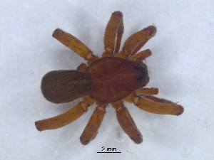  ( - KBGPS134)  @11 [ ] CreativeCommons - Attribution Non-Commercial Share-Alike (2018) Unspecified National Collection of Arachnida (NCA)