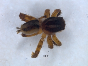  (Langona - KBGPS119)  @11 [ ] CreativeCommons - Attribution Non-Commercial Share-Alike (2018) Unspecified National Collection of Arachnida (NCA)