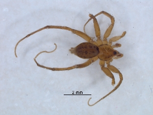  (Ammoxenus pentheri - KBGPS98)  @11 [ ] CreativeCommons - Attribution Non-Commercial Share-Alike (2018) Unspecified National Collection of Arachnida (NCA)