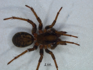  (Caesetius - KBGPS227)  @11 [ ] CreativeCommons - Attribution Non-Commercial Share-Alike (2018) Unspecified National Collection of Arachnida (NCA)