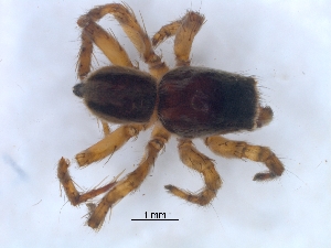  (Phlegra bresnieri - KBGPS217)  @11 [ ] CreativeCommons - Attribution Non-Commercial Share-Alike (2018) Unspecified National Collection of Arachnida (NCA)