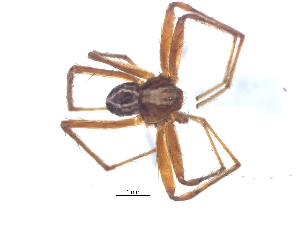  ( - KBGPS51)  @11 [ ] CreativeCommons - Attribution Non-Commercial Share-Alike (2018) Unspecified National Collection of Arachnida (NCA)
