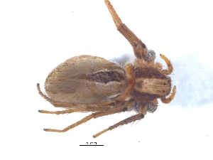  ( - KBGPS46)  @11 [ ] CreativeCommons - Attribution Non-Commercial Share-Alike (2018) Unspecified National Collection of Arachnida (NCA)