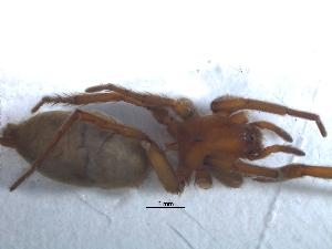  (Xerophaeus communis - KBGPS66)  @11 [ ] CreativeCommons - Attribution Non-Commercial Share-Alike (2018) Unspecified National Collection of Arachnida (NCA)