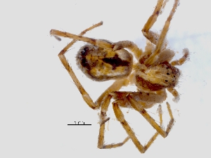  ( - KBGPS69)  @11 [ ] CreativeCommons - Attribution Non-Commercial Share-Alike (2018) Unspecified National Collection of Arachnida (NCA)