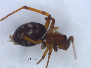  (Nemoscolus - KBGPS100)  @11 [ ] CreativeCommons - Attribution Non-Commercial Share-Alike (2018) Unspecified National Collection of Arachnida (NCA)