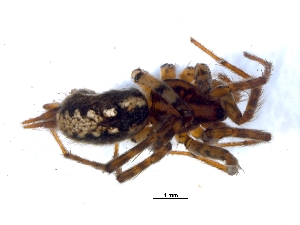  ( - KBGPS78)  @11 [ ] CreativeCommons - Attribution Non-Commercial Share-Alike (2018) Unspecified National Collection of Arachnida (NCA)