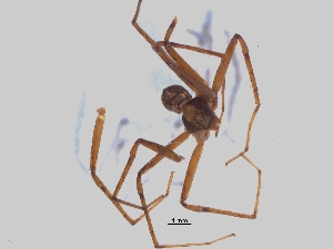  ( - KBGPS94)  @11 [ ] CreativeCommons - Attribution Non-Commercial Share-Alike (2018) Unspecified National Collection of Arachnida (NCA)