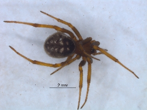  ( - KBGPS102)  @11 [ ] CreativeCommons - Attribution Non-Commercial Share-Alike (2018) Unspecified National Collection of Arachnida (NCA)