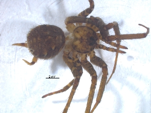  ( - KBGPS82)  @11 [ ] CreativeCommons - Attribution Non-Commercial Share-Alike (2018) Unspecified National Collection of Arachnida (NCA)