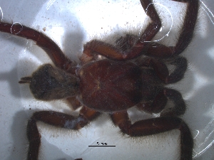  (Harpactira namaquensis - KBGPS11)  @11 [ ] CreativeCommons - Attribution Non-Commercial Share-Alike (2018) Unspecified National Collection of Arachnida (NCA)