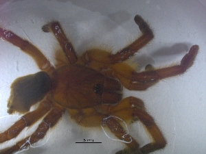  (Harpactira pulchripes - KBGPS9)  @11 [ ] CreativeCommons - Attribution Non-Commercial Share-Alike (2018) Unspecified National Collection of Arachnida (NCA)