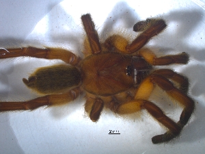  (Harpactira pulchripes - KBGPS8)  @11 [ ] CreativeCommons - Attribution Non-Commercial Share-Alike (2018) Unspecified National Collection of Arachnida (NCA)