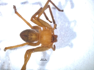  ( - KBGPS6)  @11 [ ] CreativeCommons - Attribution Non-Commercial Share-Alike (2018) Unspecified National Collection of Arachnida (NCA)