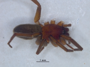  (Rhaeboctesis secundus - KBGPS112)  @11 [ ] CreativeCommons - Attribution Non-Commercial Share-Alike (2018) Unspecified National Collection of Arachnida (NCA)