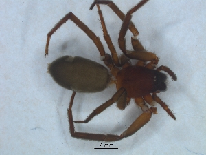  ( - KBGPS226)  @11 [ ] CreativeCommons - Attribution Non-Commercial Share-Alike (2018) Unspecified National Collection of Arachnida (NCA)