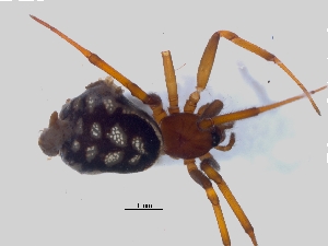  ( - KBGPS40)  @11 [ ] CreativeCommons - Attribution Non-Commercial Share-Alike (2018) Unspecified National Collection of Arachnida (NCA)