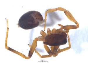  ( - KBGPS31)  @11 [ ] CreativeCommons - Attribution Non-Commercial Share-Alike (2018) Unspecified National Collection of Arachnida (NCA)