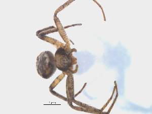  ( - KBGPS17)  @11 [ ] CreativeCommons - Attribution Non-Commercial Share-Alike (2018) Unspecified National Collection of Arachnida (NCA)