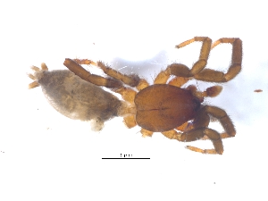  ( - KBGPS59)  @11 [ ] CreativeCommons - Attribution Non-Commercial Share-Alike (2018) Unspecified National Collection of Arachnida (NCA)