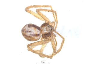  ( - KBGPS52)  @11 [ ] CreativeCommons - Attribution Non-Commercial Share-Alike (2018) Unspecified National Collection of Arachnida (NCA)