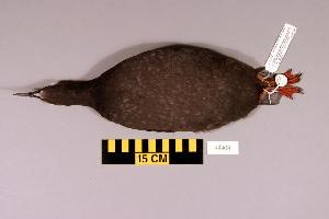  (Cepphus carbo - UWBM 44404)  @13 [ ] Copyright (2008) Burke Museum of Natural History and Culture Burke Museum of Natural History and Culture