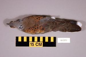  (Streptopelia turtur - UWBM 61079)  @14 [ ] Copyright (2008) Burke Museum of Natural History and Culture Burke Museum of Natural History and Culture