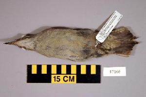  (Picus canus - UWBM 47166)  @14 [ ] Copyright (2008) Burke Museum of Natural History and Culture Burke Museum of Natural History and Culture
