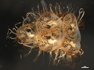  ( - 11BIOAK-1353)  @14 [ ] CreativeCommons - Attribution (2011) CBG Photography Group Centre for Biodiversity Genomics