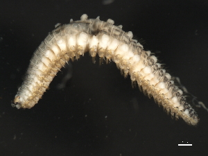  ( - 11BIOAK-1361)  @14 [ ] CreativeCommons - Attribution (2011) CBG Photography Group Centre for Biodiversity Genomics