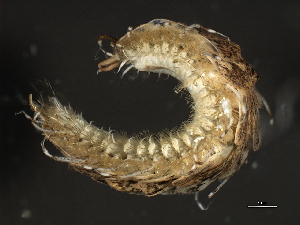  ( - 11BIOAK-1379)  @14 [ ] CreativeCommons - Attribution (2011) CBG Photography Group Centre for Biodiversity Genomics