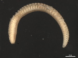  ( - 11BIOAK-1386)  @13 [ ] CreativeCommons - Attribution (2011) CBG Photography Group Centre for Biodiversity Genomics