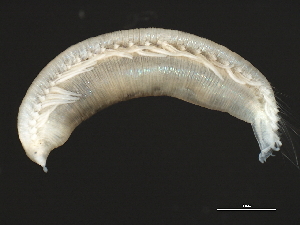  ( - 11BIOAK-1428)  @13 [ ] CreativeCommons - Attribution (2011) CBG Photography Group Centre for Biodiversity Genomics
