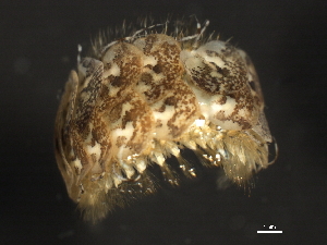  ( - 11BIOAK-1525)  @14 [ ] CreativeCommons - Attribution (2011) CBG Photography Group Centre for Biodiversity Genomics