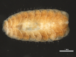  ( - 11BIOAK-1527)  @13 [ ] CreativeCommons - Attribution (2011) CBG Photography Group Centre for Biodiversity Genomics