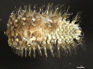  (Harmothoe imbricata CMC01 - 11BIOAK-1528)  @14 [ ] CreativeCommons - Attribution (2011) CBG Photography Group Centre for Biodiversity Genomics