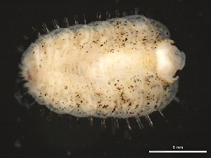  ( - 11BIOAK-1530)  @13 [ ] CreativeCommons - Attribution (2011) CBG Photography Group Centre for Biodiversity Genomics