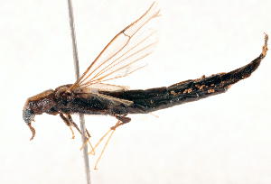  (Atractocerus brevicornis - 20979LymexC11)  @11 [ ] Copyright (2013) Joseph Gitau icipe