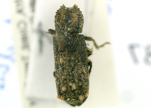  (Lichenophanes morbillosus - NMK-ENTO 1987)  @11 [ ] Unspecified (default): All Rights Reserved  Unspecified Unspecified