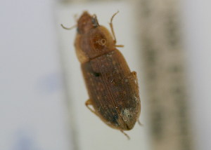  (Siopelus sp - NMK-ENTO 2149)  @11 [ ] Unspecified (default): All Rights Reserved  Unspecified Unspecified