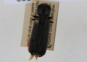  (Apate sp - NMK-ENTO 2863)  @11 [ ] Unspecified (default): All Rights Reserved  Unspecified Unspecified