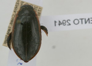  (Cybister senegalensis - NMK-ENTO 2941)  @11 [ ] Unspecified (default): All Rights Reserved  Unspecified Unspecified