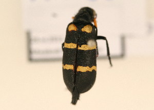  (Hycleus apicicornis - TT 050)  @14 [ ] Copyright (2011) NMK National Museums of Kenya