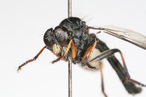  ( - 14387-AsilidC1)  @11 [ ] Copyright (2011) RS Copeland Unspecified