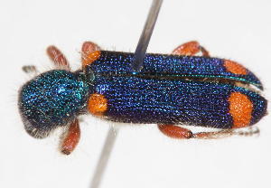  (Trichodes sp. 2 - 14387-CleridE11)  @11 [ ] Copyright (2011) RS Copeland Unspecified